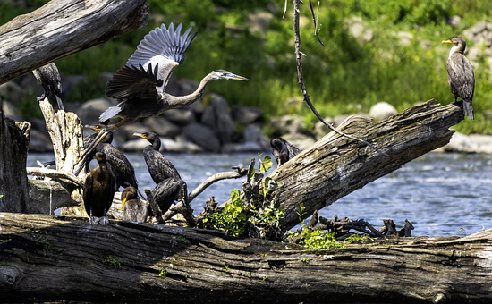 Free Heron Cormorant photo and picture