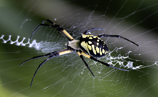 Free Spider Arachnid photo and picture