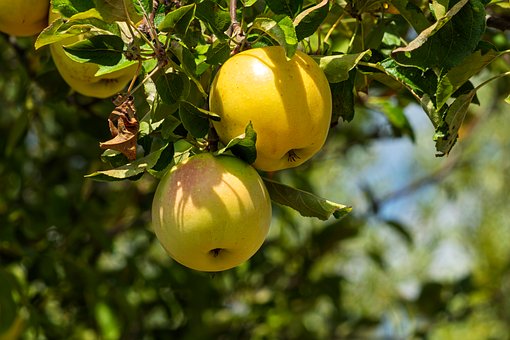 Appelboom, Appel, Fruit, Vers, Gezond