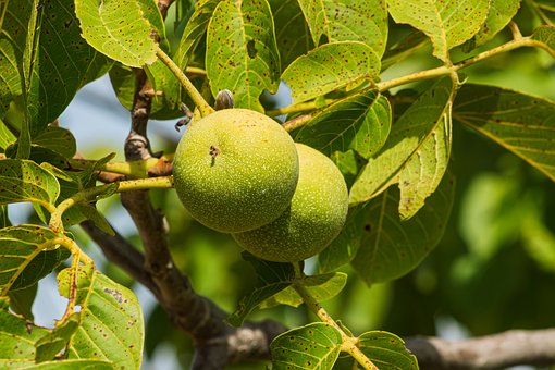 Walnoot, Bladeren, Boom, Groen, Fruit