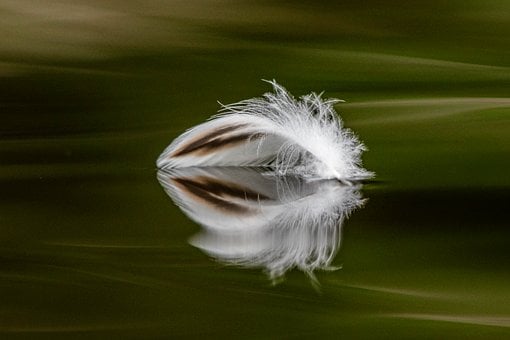 Free Feather Nature photo and picture