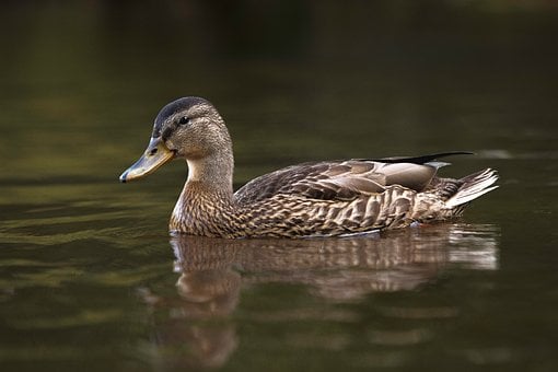 Free Mallard Water Bird photo and picture