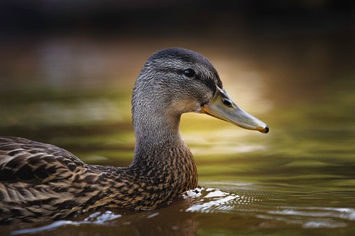 Free Mallard Waterfowl photo and picture