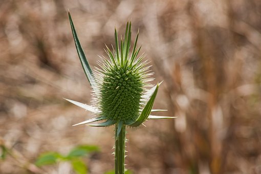 Droge Bloem, Doorn, Macro-Opname, Natuur