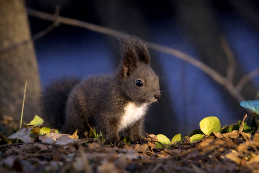 Free Squirrel Animal photo and picture