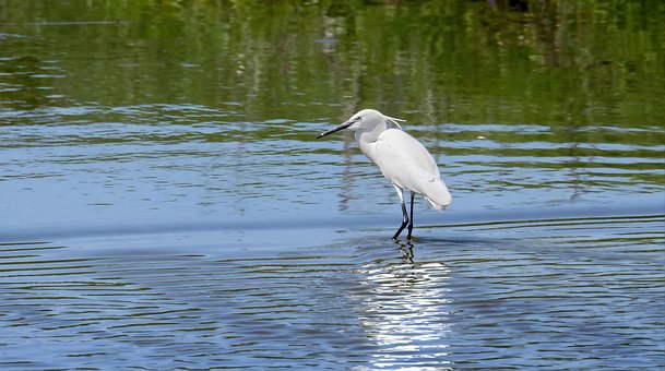 Free Heron White photo and picture