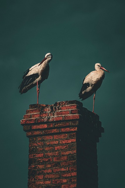 Free Nature Stork photo and picture