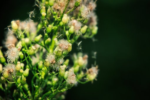 Blume, Makro, Detail, Natur, Nähe, Grün