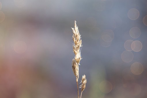 Gras, Bokeh, Natur, Makrofotografie