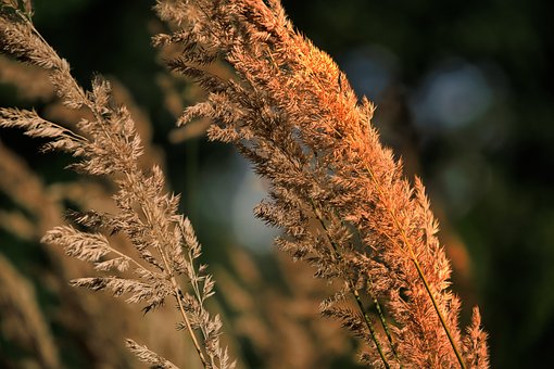 Ziergras, Natürliches Licht, Bokeh