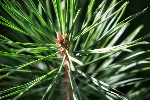 Natur, Nadelbaum, Wald, Zweig, Grün