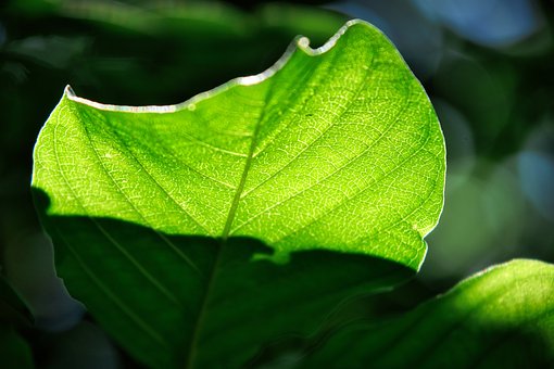 Blatt, Sonnenlicht, Grün, Schatten