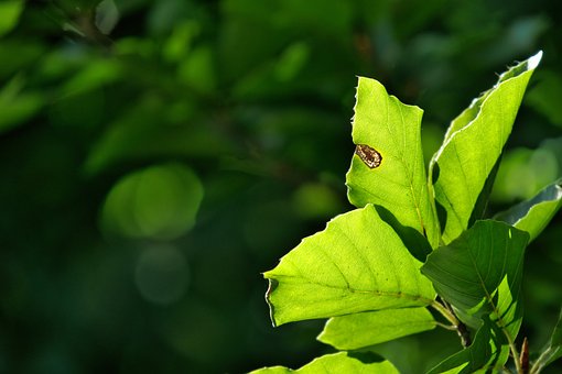 Blatt, Natur, Grün, Makel, Makro