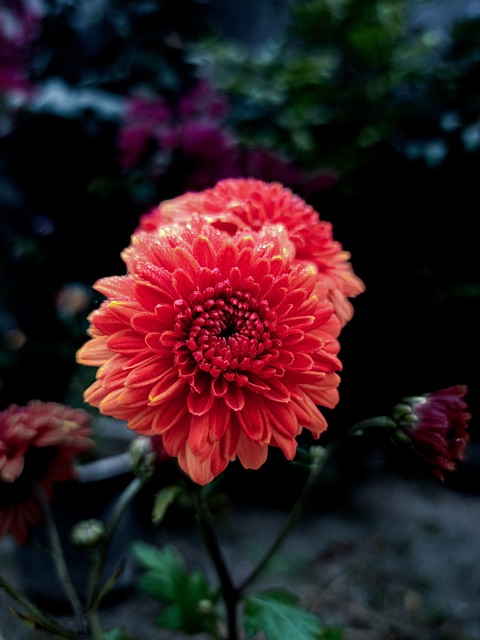 Blomst, Krysantemum, Rød, Natur, Makro