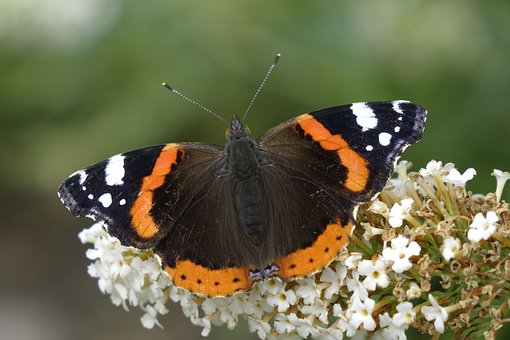Sommerfugl, Farverigt Ving, Natur