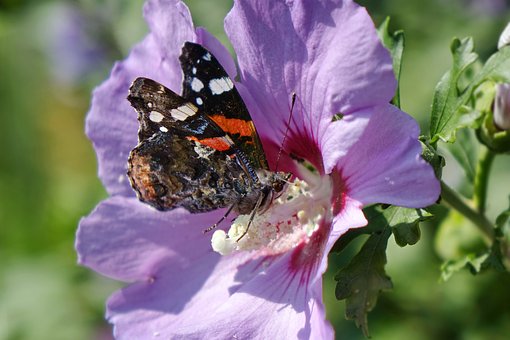 Sommerfugl, Hibiscus, Blomst, Natur