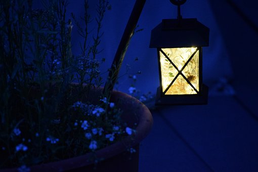 Free Garden Plant photo and picture