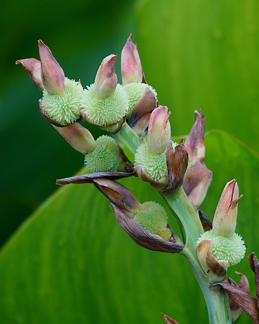 绿, 蕾, 茎, 花, 自然, 绽放, 新鲜, 穗状花, 花蕾, 春天, 背景