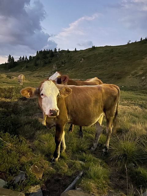Free Cow Pasture photo and picture