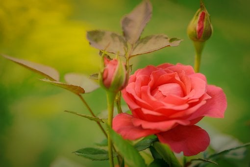 Rose, Blume, Garten, Natur, Knospe, Rosa