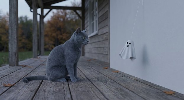 Kočka, Duch, Halloween, Šedá Kočka, Dům