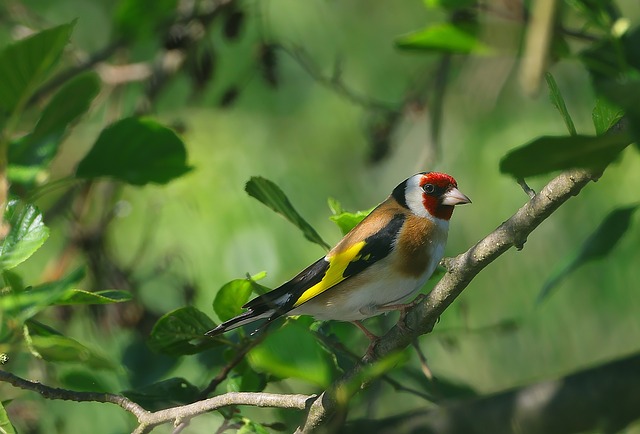 Vogel, Zweig, Natur, Garten, Grün