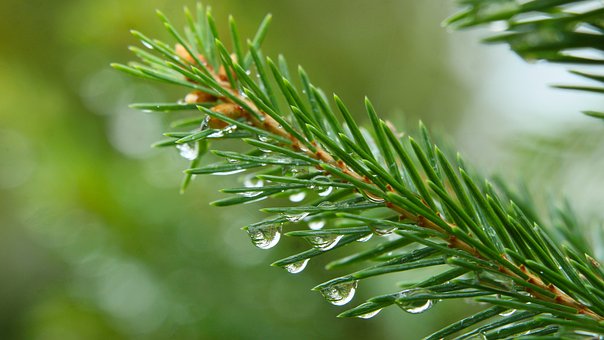 Free Spruce Water Droplets photo and picture
