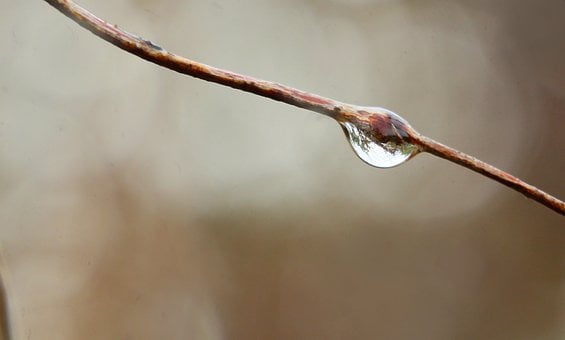 Free Branch Droplet photo and picture