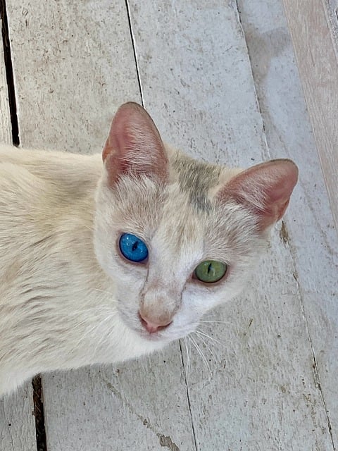 Katze, Heterochromie, Augen, Blau, Grün