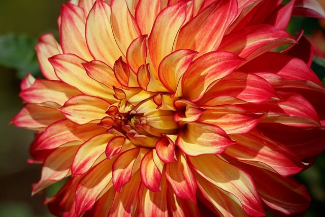 Free Dahlia Windows Wallpaper photo and picture