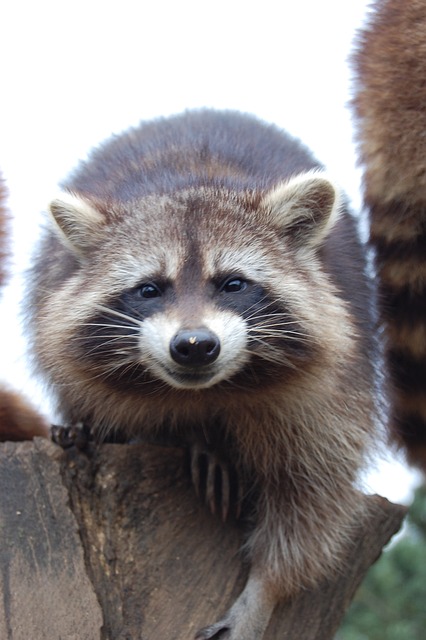 Free Raccoon Animal photo and picture