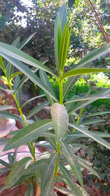 Free Green Leaf photo and picture