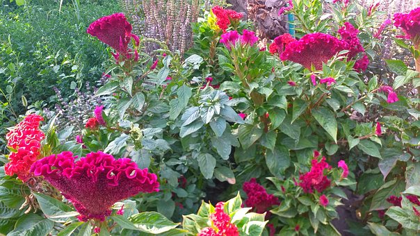 Free Flowers Garden photo and picture
