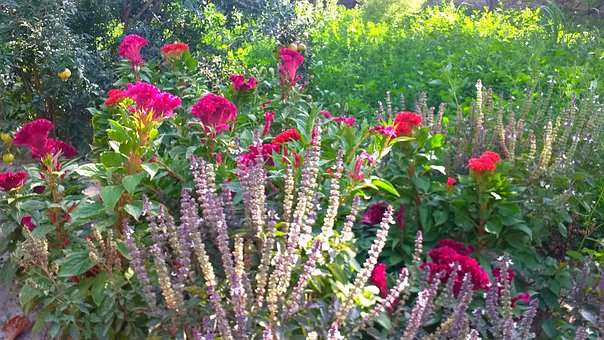Free Flowers Colorful photo and picture