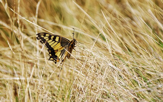 Free Nature Butterfly photo and picture