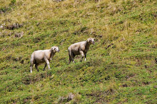 Free Sheep Alps photo and picture