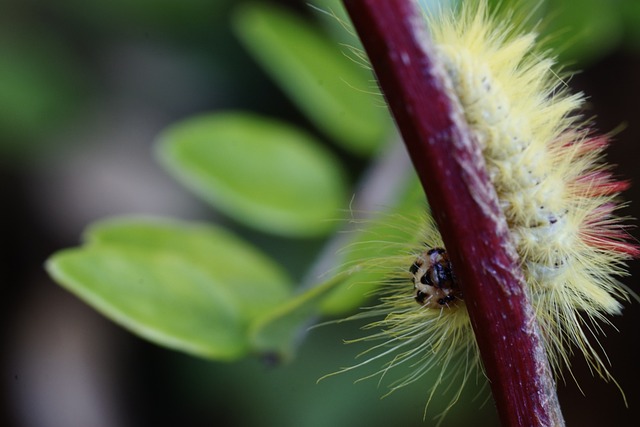 Free Caterpillar Nature photo and picture