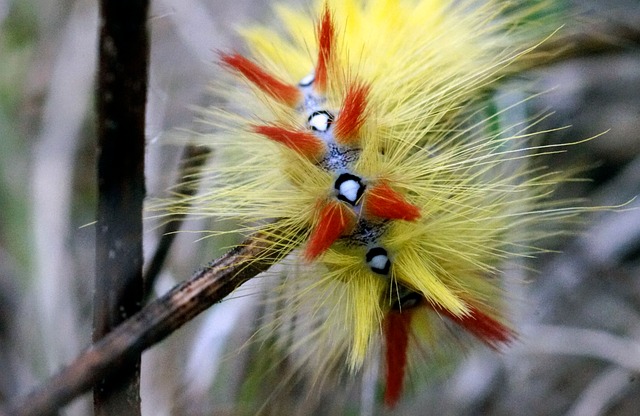 Free Caterpillar Insect photo and picture