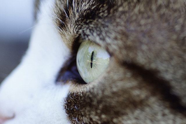 Free Cat Eye photo and picture