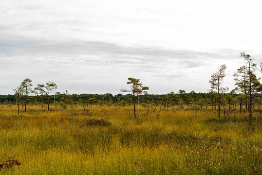 Letland, Natur, Landskab, Mose, Vådmark
