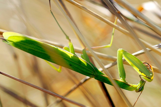 Free Praying Mantis Insect photo and picture