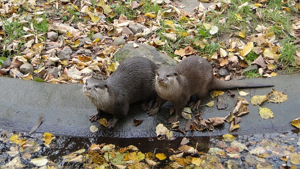 Free Otter Two photo and picture