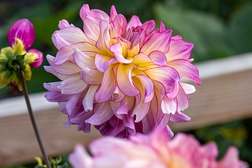 Dahlia, Blomst, Sommer, Natur, Skønhed