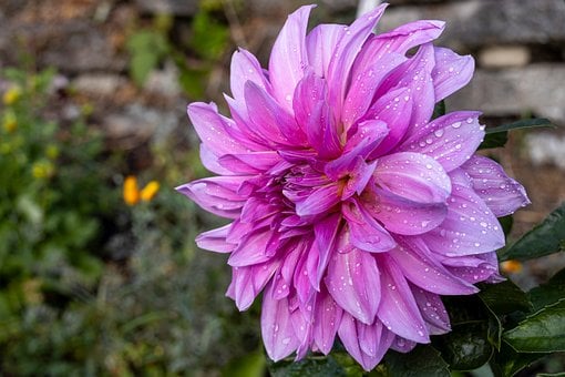Dahlia, Dråber, Blomst, Lyserød, Natur