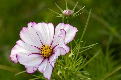 Kosmos, Blomst, Have, Knop, Plante