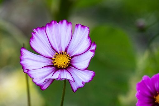 Kosmos, Blomst, Have, Hvid, Pink, Natur