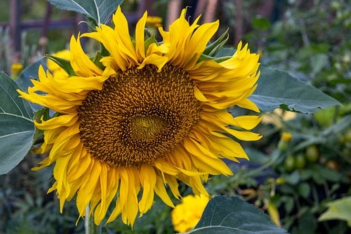 Solsikke, Blomst, Natur, Blade, Frø