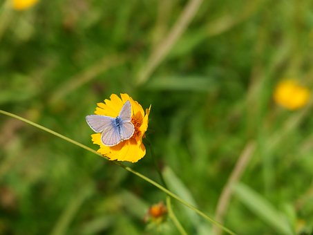 Free Yellow Flower Lilac Butterfly photo and picture