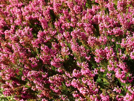 Free Heather Pink photo and picture