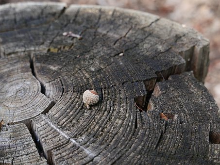 Free Tree Stump Acorn photo and picture